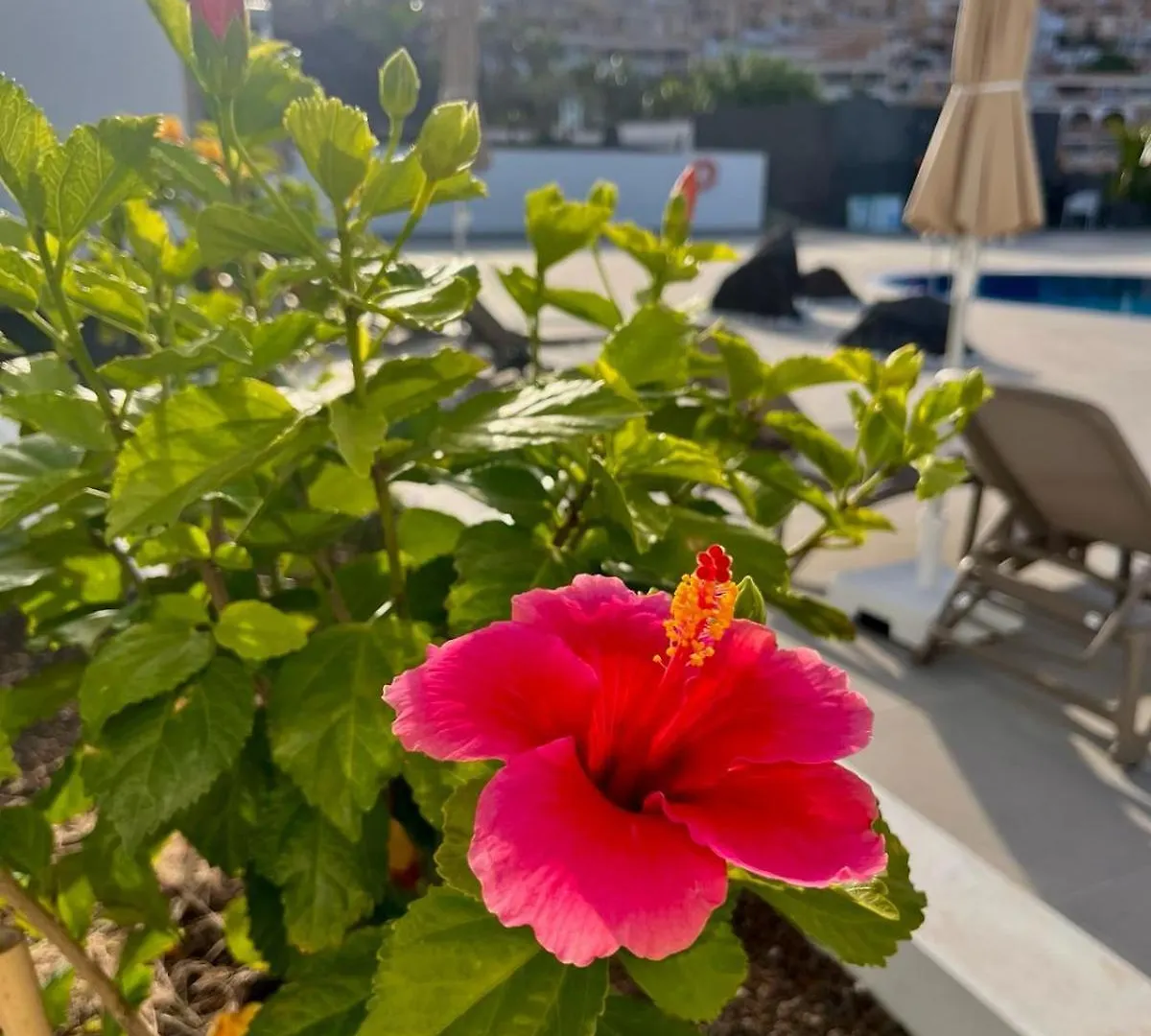 Aparthotel Costa Adeje Garden Playa de las Américas